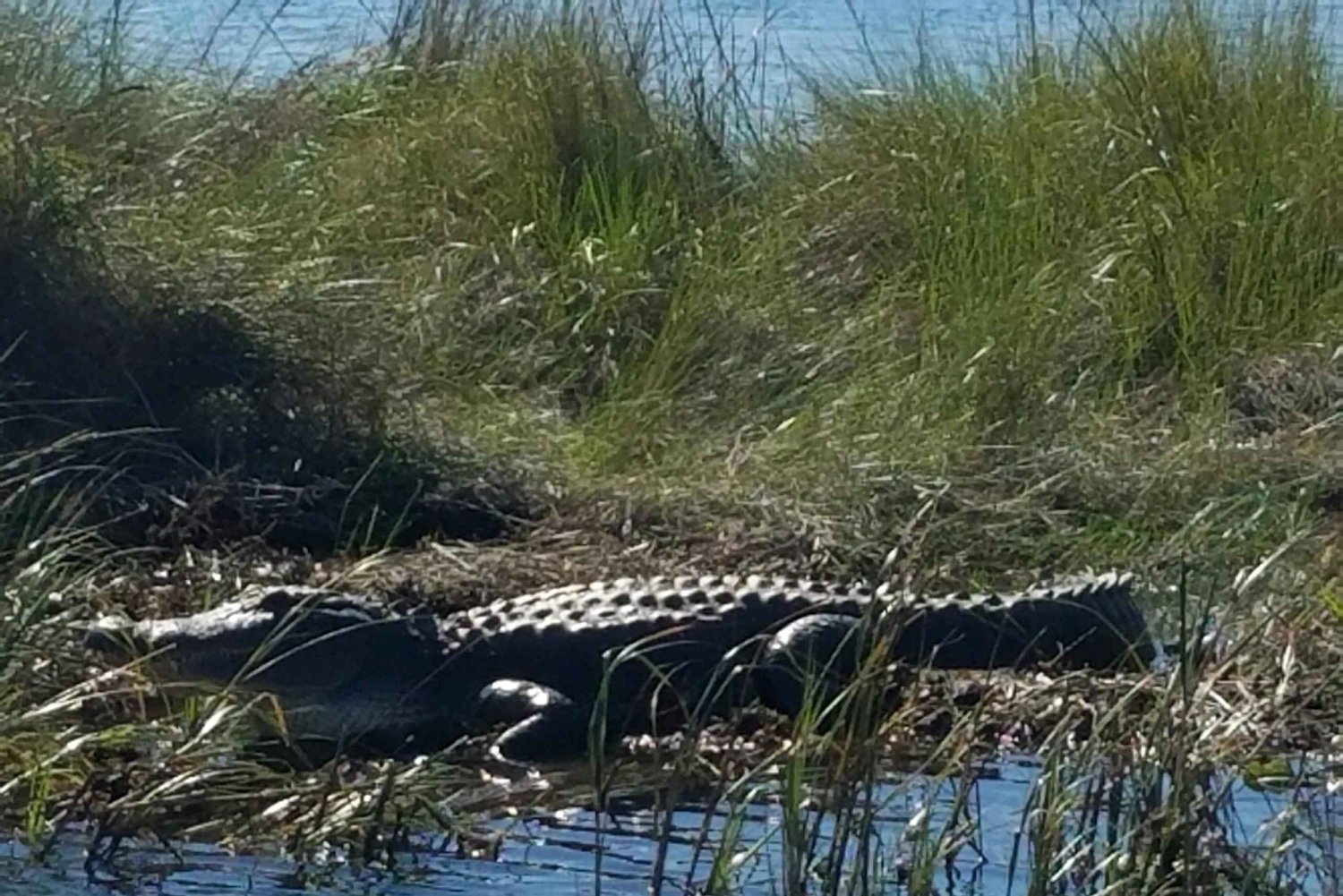 Boat Tour of Louisiana Bayous Near New Orleans