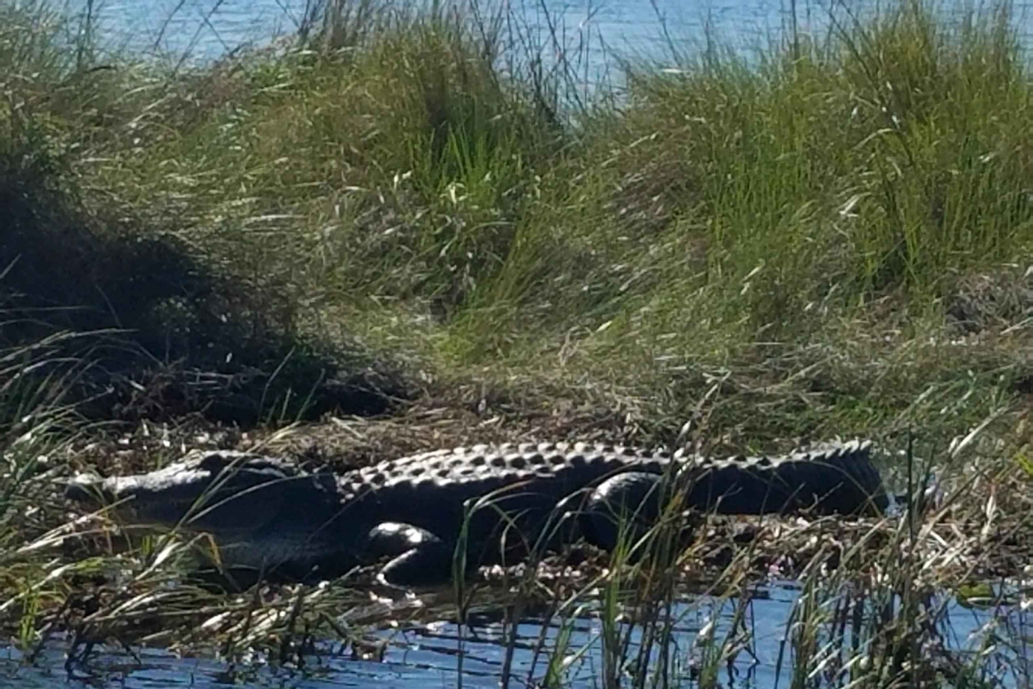 Boat Tour of Louisiana Bayous Near New Orleans