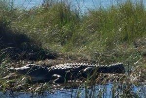 Boat Tour of Louisiana Bayous Near New Orleans