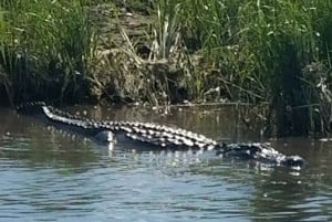 Boat Tour of Louisiana Bayous Near New Orleans