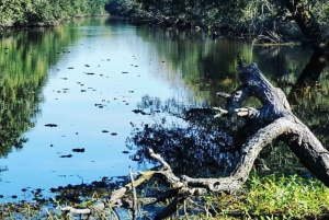 Boat Tour of Louisiana Bayous Near New Orleans