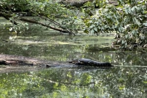 Combinación de visita guiada por la ciudad y el pantano de Nueva Orleans