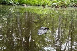 Destaques da combinação entre a cidade de Nova Orleans e o pântano