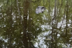 New Orleansin kaupungin ja suon kiertoajelujen yhdistelmän kohokohdat