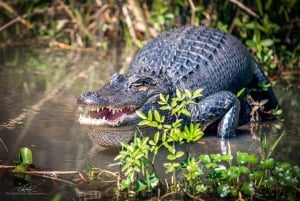 Pântano de Honey Island e passeio de barco em Bayou com transporte