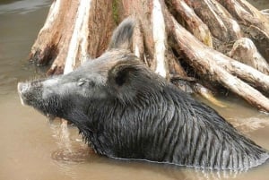 Pântano de Honey Island e passeio de barco em Bayou com transporte