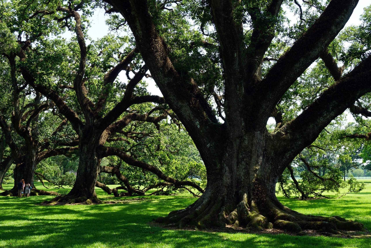 Majestic Oak Alley Plantation Tour