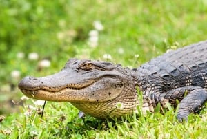 New Orleans Airboat Adventure Tour