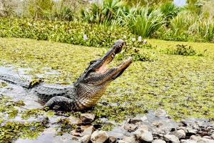New Orleans: Airboat Swamp Adventure with Transportation