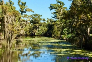 Nouvelle-Orléans : Airboat Swamp & City and Katrina Tour Combo
