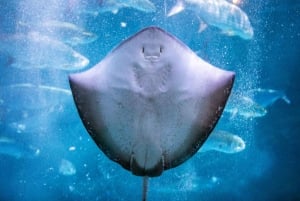 Новый Орлеан: Билет в аквариум и инсектарий Одюбона