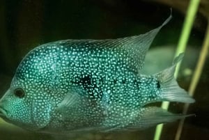 Новый Орлеан: Билет в аквариум и инсектарий Одюбона