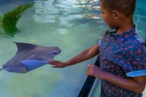 Новый Орлеан: Билет в аквариум и инсектарий Одюбона