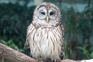 Nowy Orlean: Bilet do Akwarium i Owadarium Audubon