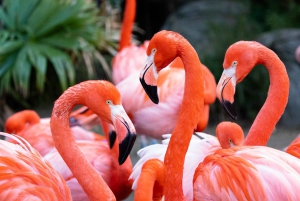 New Orleans: Audubon Zoo Ticket und Kombinationsoption