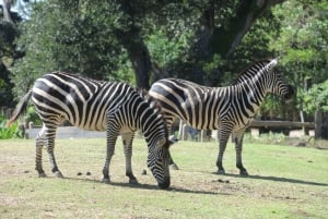 New Orleans: Audubon Zoo Ticket en Combinatieoptie