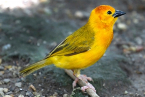 Nowy Orlean: Bilet do Zoo Audubon i opcja łączona