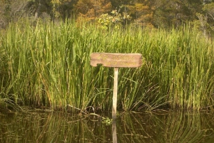 New Orleans: Bayou Tour in Jean Lafitte National Park