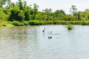 Nouvelle-Orléans : Visite du Bayou dans le parc national Jean Lafitte