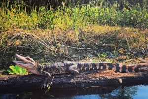 La Nouvelle-Orléans : BYOB Tiki Boat Bayou Party et visite de la faune et de la flore