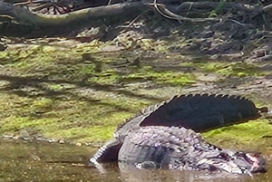 New Orleans: BYOB Tiki Boat Bayou Party och Wildlife Tour