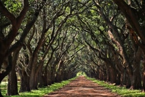 New Orleans: Destrehan Plantation, Houmas House & Lunch