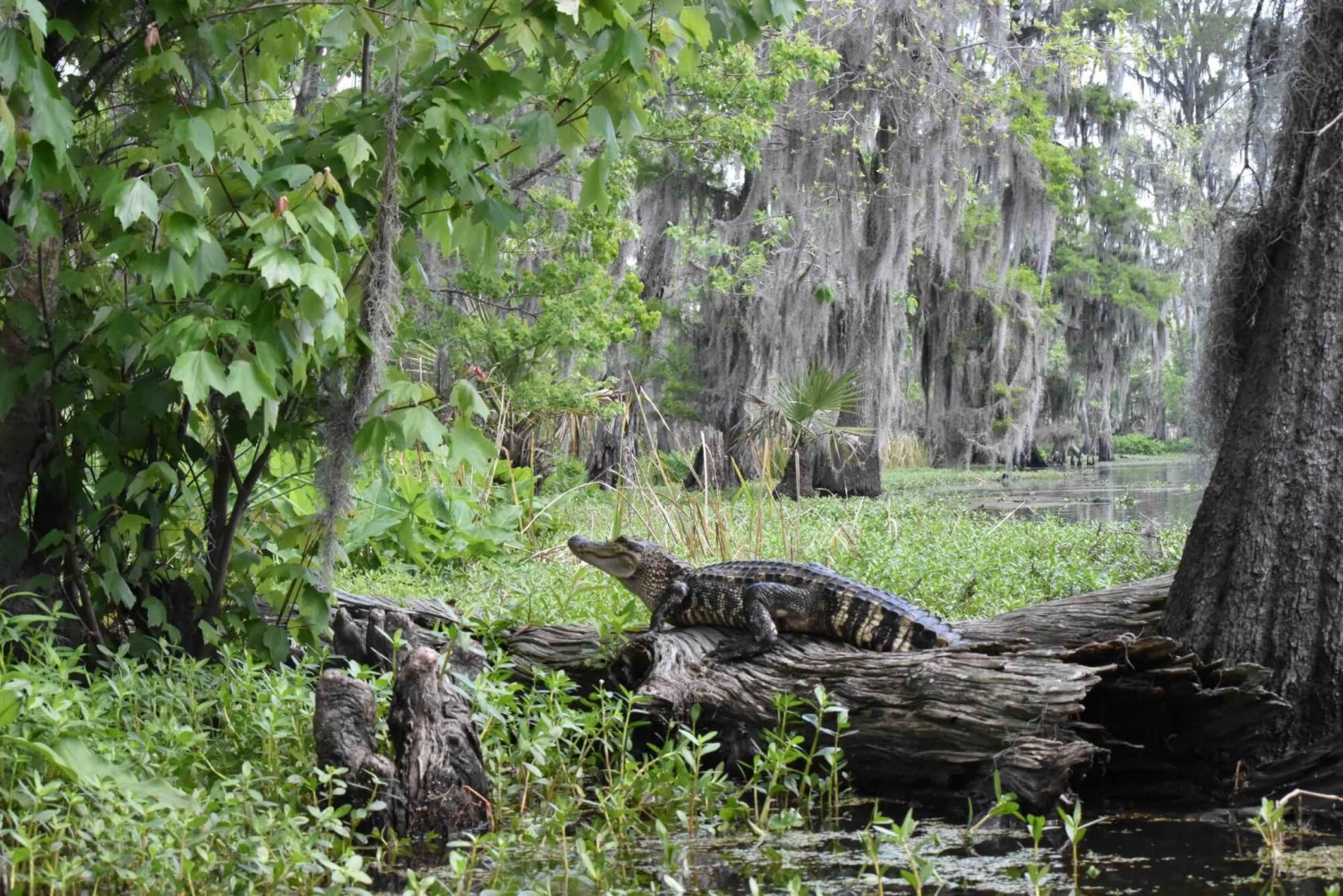 New Orleans: Extended Manchac Swamp Kayak Tour