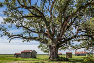 Nueva Orleans: Visita guiada a la Plantación Felicity