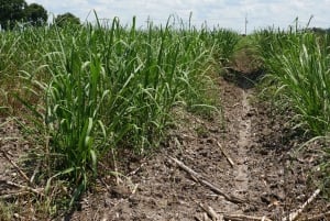 New Orleans: Felicity Plantation Guided Tour