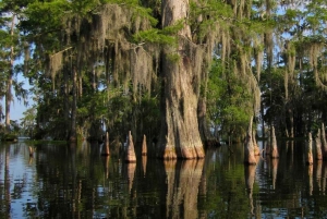 New Orleans: Guidet Pontoon Swamp Tour med dyrelivsobservation