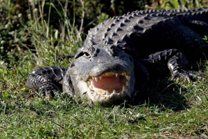 New Orleans: Tour guidato della palude in pontone con osservazione della fauna selvatica