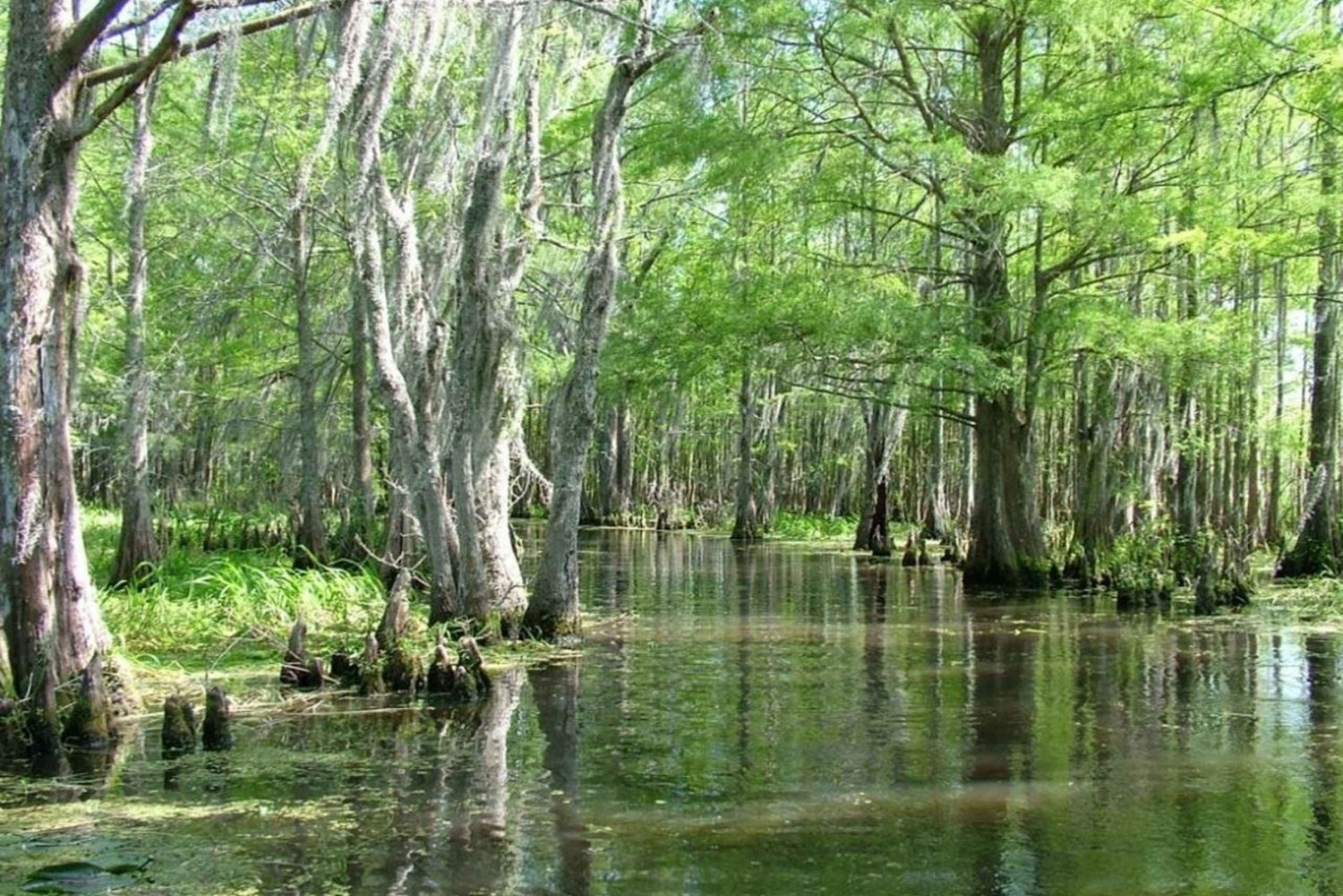 New Orleans: Honey Island Swamp Omvisning med båt med guide