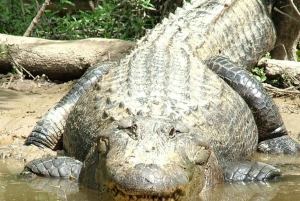 New Orleans: Honey Island Swamp Boat Tour oppaan kanssa