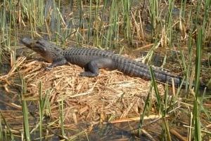 ニューオーリンズ：ガイド付きハニーアイランド湿地帯ボートツアー