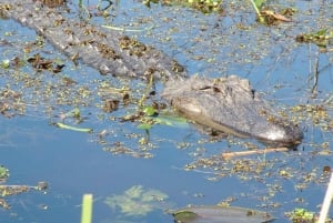 New Orleans: Honey Island Swamp båttur med guide