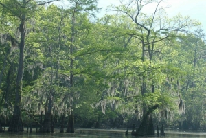 New Orleans: Honey Island Swamp båttur med guide