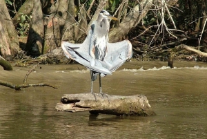 New Orleans: Honey Island Swamp Boat Tour with a Guide