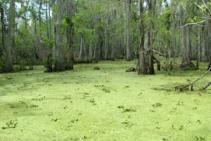 Nova Orleans: Passeio de barco pelo pântano de Honey Island com um guia