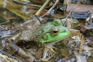 New Orleans: Honey Island Swamp Rondvaart met gids