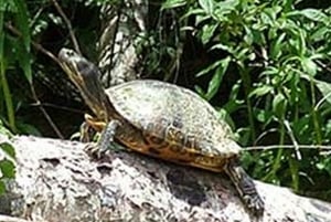 Nova Orleans: Passeio de barco pelo pântano de Honey Island com um guia