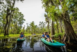 Nova Orleans: Passeio de caiaque pelo pântano Manchac Magic