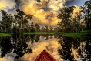 Nowy Orlean: Manchac Swamp Wildlife Kayaking Tour