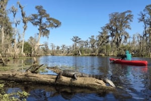 New Orleans: Manchac Swamp kajakpaddling för vilda djur