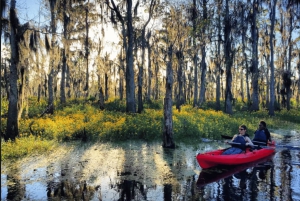 New Orleans: Manchac Swamp Wildlife Kayaking Tour