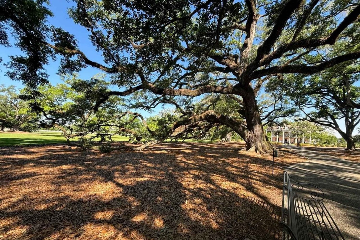 Nowy Orlean: Plantacja Oak Alley i wycieczka po mieście Katrina