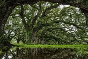 New Orleans: Tour di mezza giornata della piantagione di Oak Alley