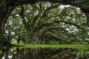 Nueva Orleans: Visita de un día a la plantación Oak Alley y el pantano N