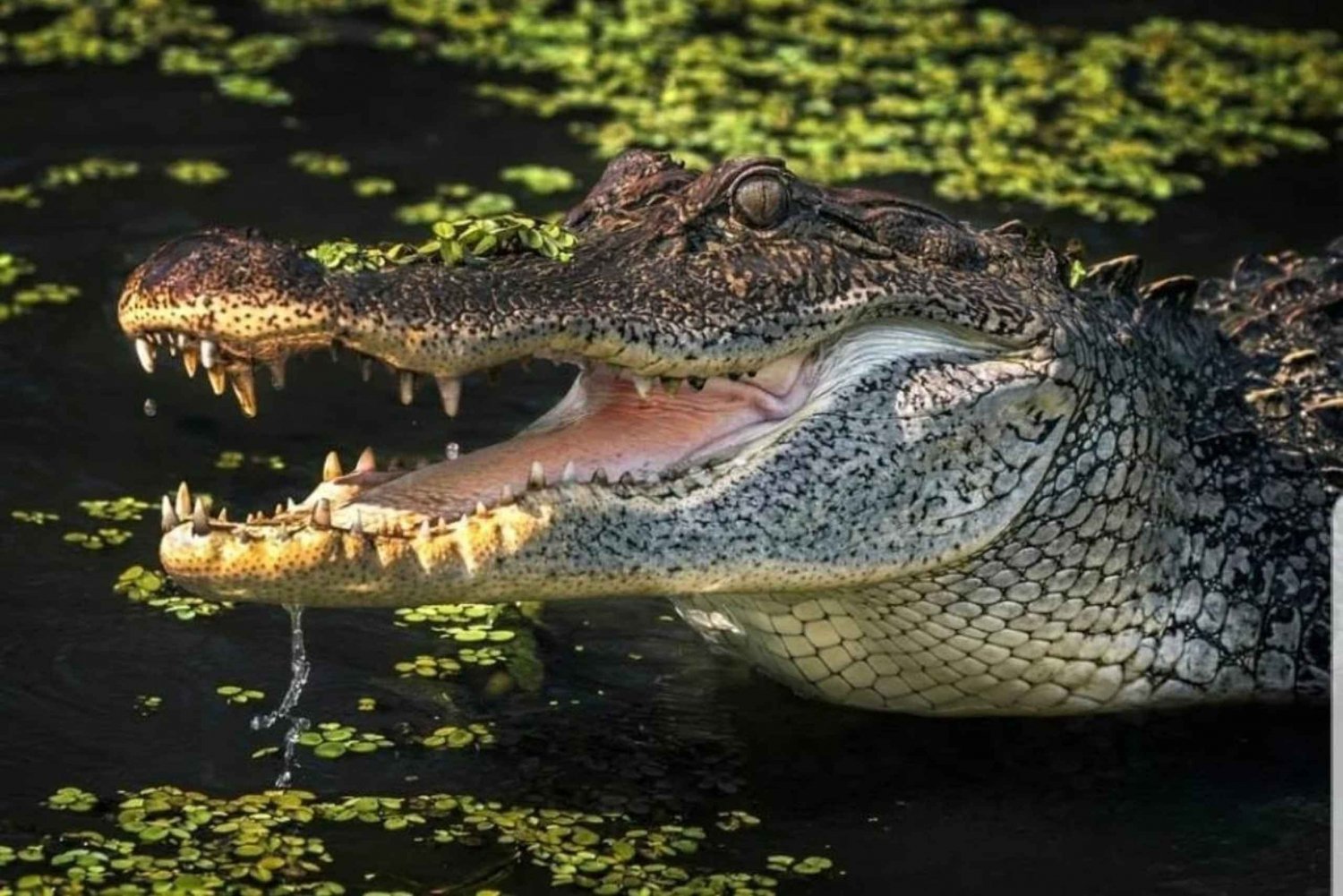 New Orleans: Tour guidato della palude in pontone con osservazione della fauna selvatica