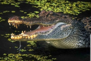 Nova Orleães: Visita guiada ao pântano de Pontão com observação da vida selvagem