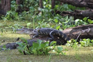 ニューオーリンズ：野生動物観察付きガイド付きポンツーン湿地ツアー